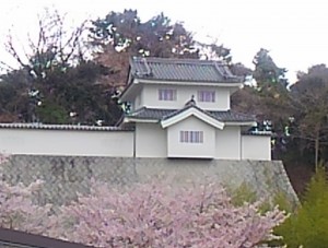 岸和田パーキングの桜
